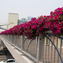 Load image into Gallery viewer, Petunia Wave® Purple