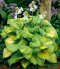 Load image into Gallery viewer, Hosta 'Guacamole'