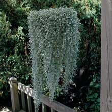 Load image into Gallery viewer, Dichondra Silver Falls