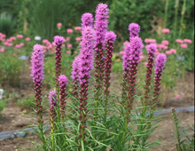 Load image into Gallery viewer, Liatris spicata 'Kobold'