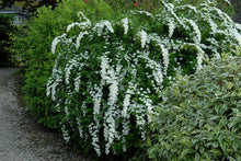 Load image into Gallery viewer, Spirea Snowmound