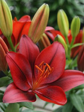 Lilium asiatica 'Tiny Rocket' – Loweys Produce