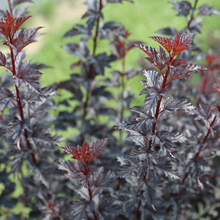 Load image into Gallery viewer, Ninebark Summer Wine