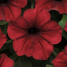 Load image into Gallery viewer, Petunia Tidal Wave® Red Velour