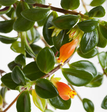 Load image into Gallery viewer, Columnea Nematanthus 'Goldfish Plant'