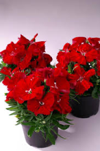 Load image into Gallery viewer, Dianthus Diana Scarlet