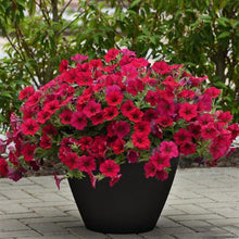 Load image into Gallery viewer, Petunia Wave® Carmine Velour