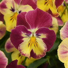 Load image into Gallery viewer, Pansy Cool Wave® Strawberry Swirl