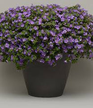 Load image into Gallery viewer, Bacopa MegaCopa Blue