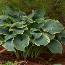 Load image into Gallery viewer, Hosta 'Regal Splendor'