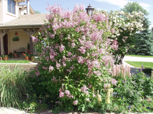 Load image into Gallery viewer, Lilac James MacFarlane