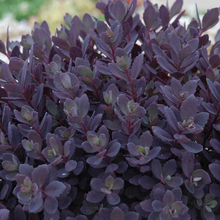 Load image into Gallery viewer, Sedum x Sunsparkler Plum Dazzled