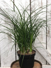 Load image into Gallery viewer, Pony Tail Palm