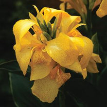 Load image into Gallery viewer, Canna Cannova Yellow
