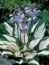 Load image into Gallery viewer, Hosta 'Fire and Ice'