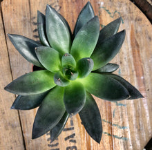Load image into Gallery viewer, Echeveria Affinis