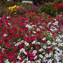 Load image into Gallery viewer, Petunia Tidal Wave® Cherry