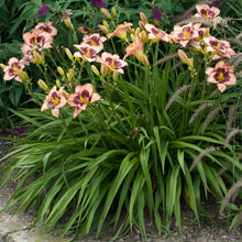 Load image into Gallery viewer, Hemerocallis 'Daring Deception'