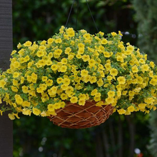 Load image into Gallery viewer, Calibrachoa Yellow