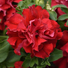 Load image into Gallery viewer, Petunia - Double Cascade Valentine Double