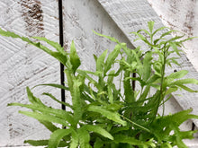 Load image into Gallery viewer, Pteris Fern
