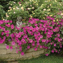 Load image into Gallery viewer, Petunia Wave® Lavender