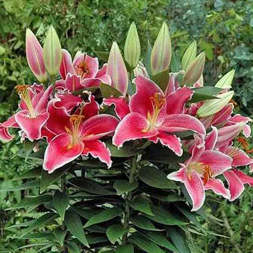 asiatic lily after eight Lilium asiatica 'After Eight'