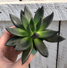 Load image into Gallery viewer, Echeveria Affinis