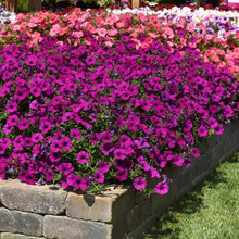 Load image into Gallery viewer, Petunia Easy Wave® Violet