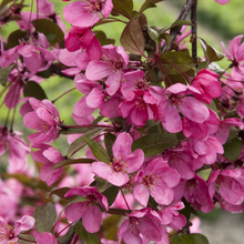 Load image into Gallery viewer, Prairifire Flowering Crab