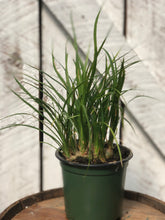 Load image into Gallery viewer, Pony Tail Palm