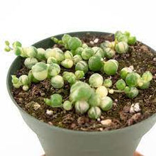 Load image into Gallery viewer, String of Pearls - Variegated
