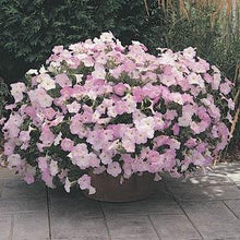 Load image into Gallery viewer, Petunia Wave® Misty Lilac