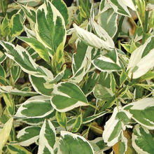 Load image into Gallery viewer, Silver and Gold Dogwood