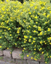 Load image into Gallery viewer, Potentilla Gold Star