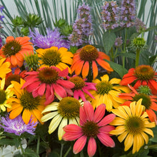 Load image into Gallery viewer, Echinacea purpurea 'Cheyenne Spirit'