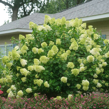 Load image into Gallery viewer, Hydrangea Limelight