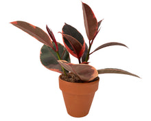 Load image into Gallery viewer, Ficus decora Ruby