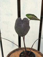 Load image into Gallery viewer, Colocasia 'Royal Hawaiian Black Coral'