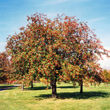 Load image into Gallery viewer, Oakleaf Mountain Ash