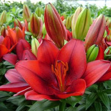 Load image into Gallery viewer, Lilium asiatica 'Tiny Rocket'