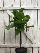 Load image into Gallery viewer, Ficus Lyrata