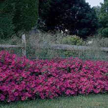 Load image into Gallery viewer, Petunia Tidal Wave® Hot Pink