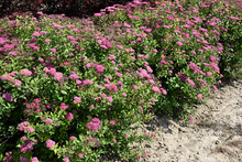 Load image into Gallery viewer, Spirea Froebelii