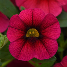 Load image into Gallery viewer, Calibrachoa Kabloom™ Cherry