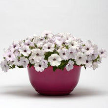 Load image into Gallery viewer, Petunia Easy Wave® Silver