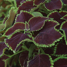 Load image into Gallery viewer, Coleus Chocolate Mint