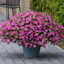 Load image into Gallery viewer, Calibrachoa Kabloom™ Pink