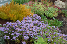 Load image into Gallery viewer, Aster 'Woods Pink'