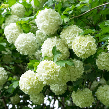 Load image into Gallery viewer, Snowball Viburnum